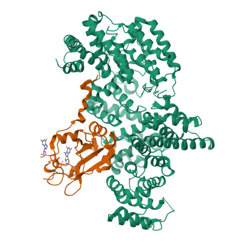 RCSB PDB 1H2U Structure Of The Human Nuclear Cap Binding Complex