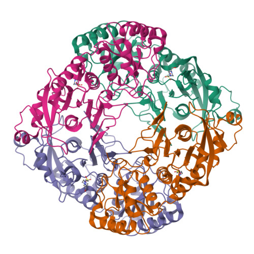 RCSB PDB 4R8K Crystal Structure Of The Guinea Pig L Asparaginase 1