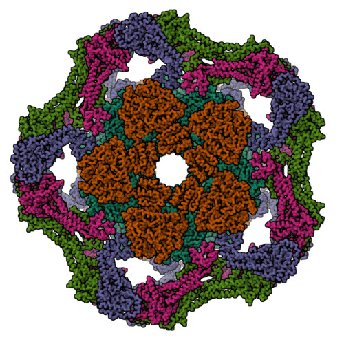 Rcsb Pdb Upb Electron Cryo Microscopy Of The Complex Formed Between