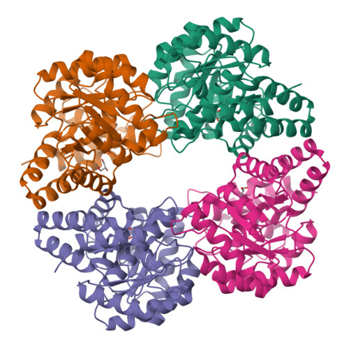 RCSB PDB 5C54 Crystal Structure Of A Novel N Acetylneuraminic Acid