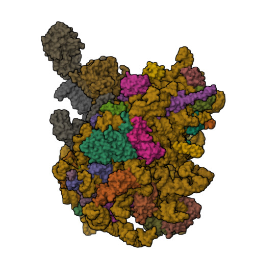 RCSB PDB 6W6L Cryo EM Structure Of The Human Ribosome TMCO1 Translocon