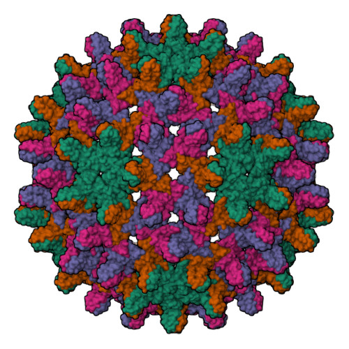 RCSB PDB 6WFS Cryo EM Structure Of Hepatitis B Virus T 4 Capsid In