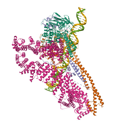 RCSB PDB 6WGE Cryo EM Structure Of Human Cohesin NIPBL DNA Complex