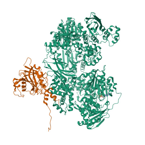 Rcsb Pdb Bdk Human Brr Helicase Region In Complex With C Tail