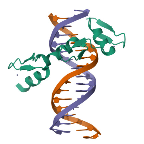 Rcsb Pdb N U Zbtb A Zinc Finger Domain Bound To Dna Duplex