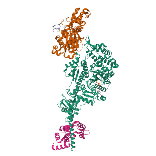 RCSB PDB 7PMG Cryo EM Structure Of The Actomyosin V Complex In The