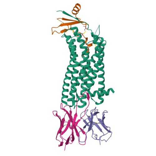 RCSB PDB 7SK6 Cryo EM Structure Of Human ACKR3 In Complex With