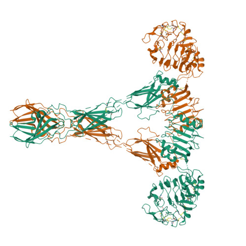 RCSB PDB 7TYM Cryo EM Structure Of Insulin Receptor Related Receptor