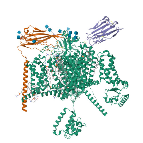 Rcsb Pdb W K Cryo Em Structure Of Human Nav Beta Beta Complex