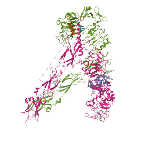 RCSB PDB 7YQ5 Human Insulin Receptor Bound With A62 DNA Aptamer And