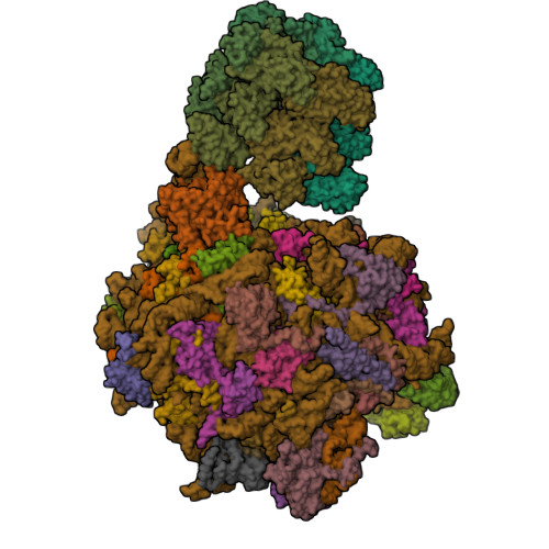 RCSB PDB 7Z34 Structure Of Pre 60S Particle Bound To DRG1 AFG2