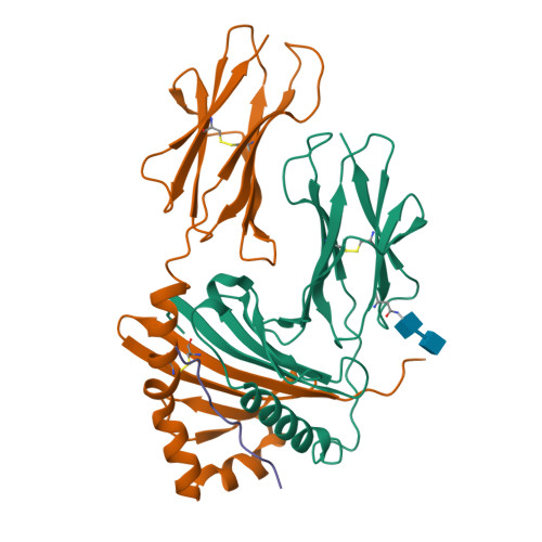 RCSB PDB 7ZFR Crystal Structure Of HLA DP DPA1 02 01 DPB1 01 01 In