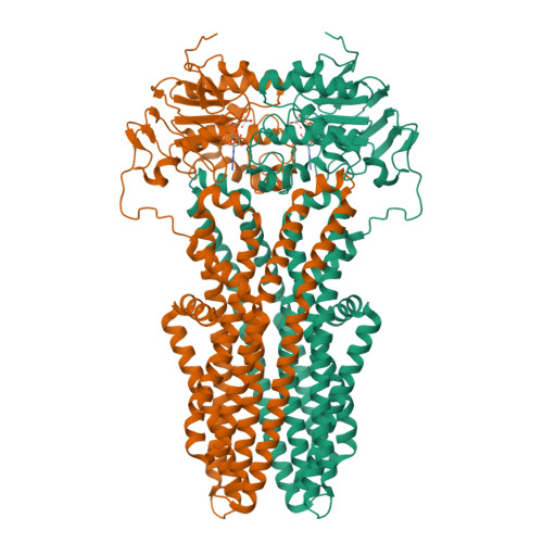 Rcsb Pdb Znu Cryo Em Structure Of Cgt Abc Transporter In Detergent