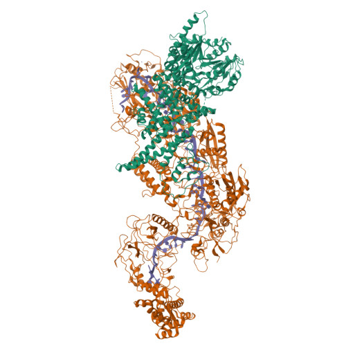 RCSB PDB 7ZOQ Cryo EM Structure Of A CRISPR Effector In Complex With