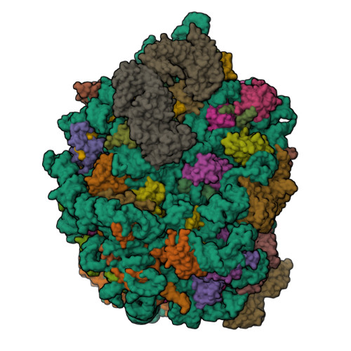 Rcsb Pdb Bpo Structure Of Rabbit S Ribosome Translating Beta