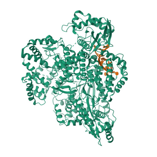 Rcsb Pdb Ci Structure Of The Snv L Protein Bound To Rna