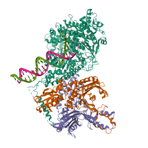 RCSB PDB 8D33 Human Mitochondrial DNA Polymerase Gamma Ternary