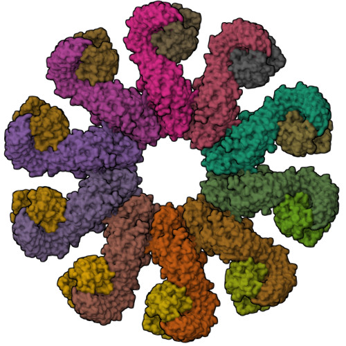 RCSB PDB 8EJ4 Cryo EM Structure Of The Active NLRP3 Inflammasome Disk