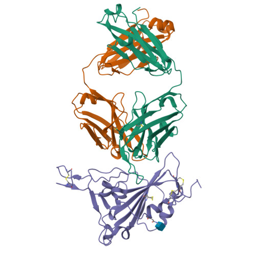 Rcsb Pdb F J Crystal Structure Of Antibody Wrair In Complex