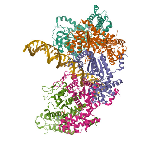 RCSB PDB 8FCW Cryo EM Structure Of TnsC DNA Complex In Type I B CAST