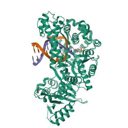 RCSB PDB 8GD7 Loop Deleted DNA Polymerase Theta Polymerase Domain In