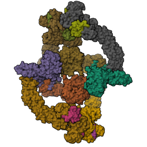 RCSB PDB 8H33 Cryo EM Structure Of The KBTBD2 Cul3 Rbx1 Tetrameric