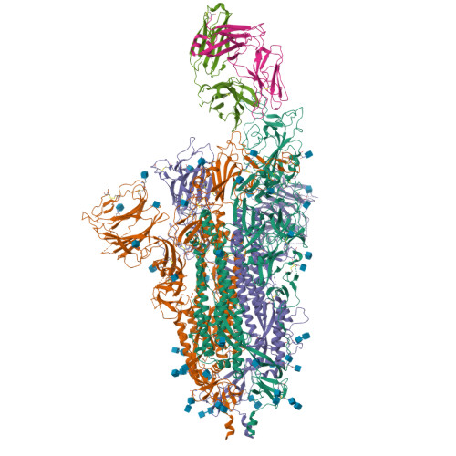 RCSB PDB 8HC2 SARS CoV 2 Omicron BA 1 Spike Trimer 6P In Complex