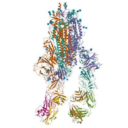 RCSB PDB 8HC3 SARS CoV 2 Omicron BA 1 Spike Trimer 6P In Complex