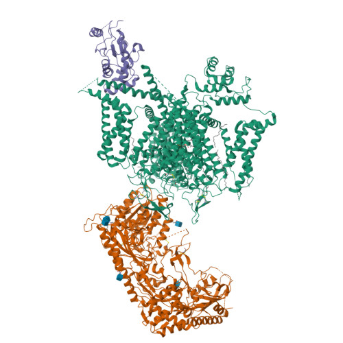 RCSB PDB 8HLP Cryo EM Structure Of Human High Voltage Activated L