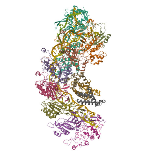 RCSB PDB 8IP0 Cryo EM Structure Of Type I B Cascade Bound To A PAM