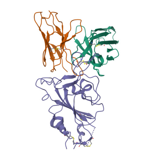 RCSB PDB 8J1T Local Refined Cryo EM Structure Of Omicron BA 5 RBD In