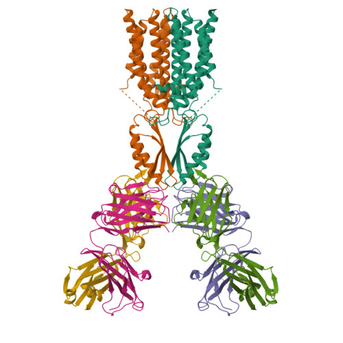 RCSB PDB 8J7Y Cryo EM Structure Of HZnT7DeltaHis Loop Fab Complex In