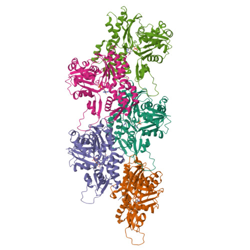 RCSB PDB 8OID Cryo EM Structure Of ADP Bound Filamentous Beta Actin