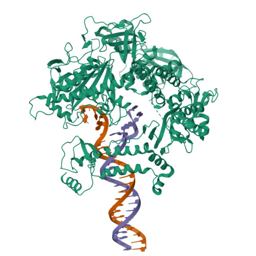 Rcsb Pdb Ojd Hsv Dna Polymerase Beta Hairpin Loop