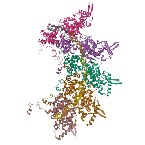 RCSB PDB 8OP1 Subsection Of A Helical Nucleocapsid Of The