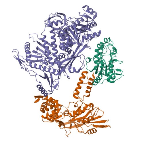 RCSB PDB 8Q3R Cryo EM Structure Of The DNA Polymerase Holoenzyme E9