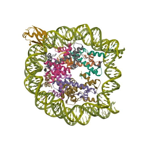 Rcsb Pdb Txv Cryo Em Structure Of The Human Nucleosome Core