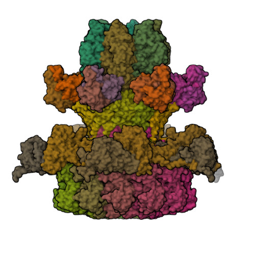 RCSB PDB 8U11 In Situ Cryo EM Structure Of Bacteriophage P22 Gp1 Gp5