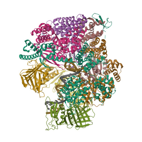 RCSB PDB 8UMY Atomic Model Of The Human CTF18 RFC PCNA DNA Ternary