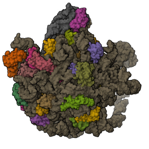 RCSB PDB 8WI8 Cryo EM Structure Of Mycobacterium Smegmatis 50S