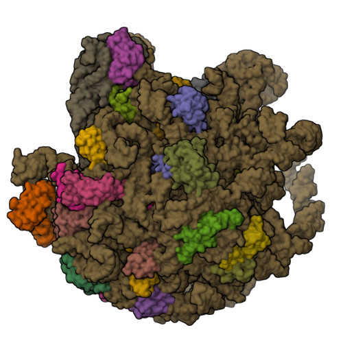 RCSB PDB 8WIC Cryo EM Structure Of Mycobacterium Smegmatis 50S