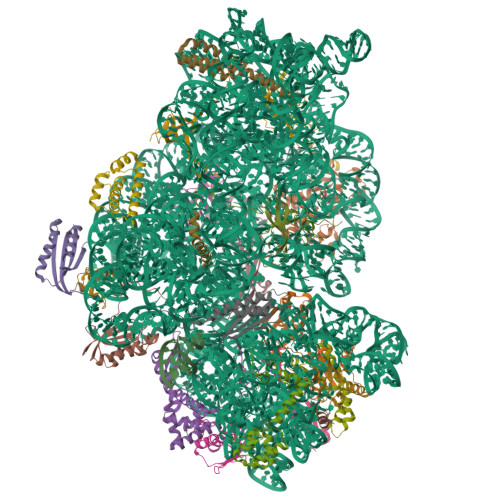 Rcsb Pdb Wid Cryo Em Structure Of Mycobacterium Smegmatis S