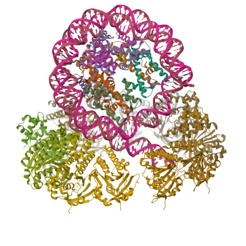 Rcsb Pdb Xbu The Cryo Em Structure Of The Decameric Rad Ring