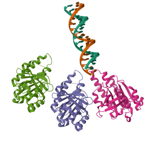 RCSB PDB 8XBX The Cryo EM Structure Of The RAD51 L2 Loop Bound To