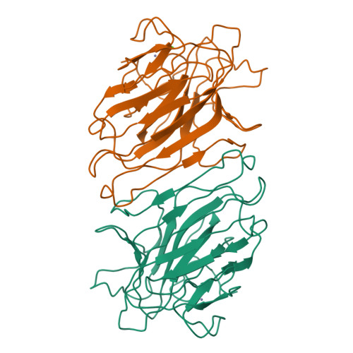 Rcsb Pdb B Structure Of Concanavalin A Cona Dimer From The Open