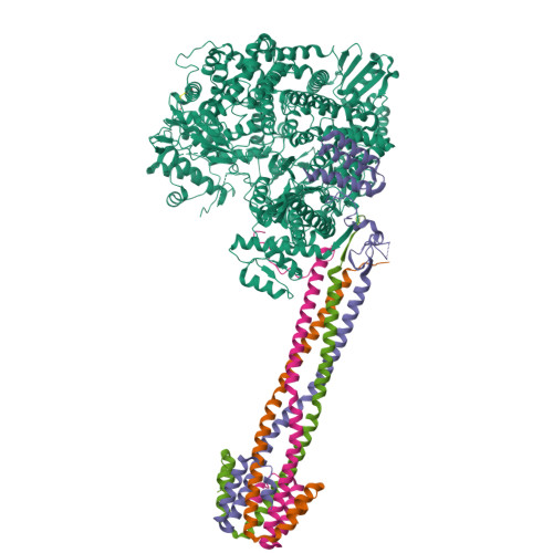 Rcsb Pdb Cgi Cryo Em Structure Of The Nipah Virus Polymerase L