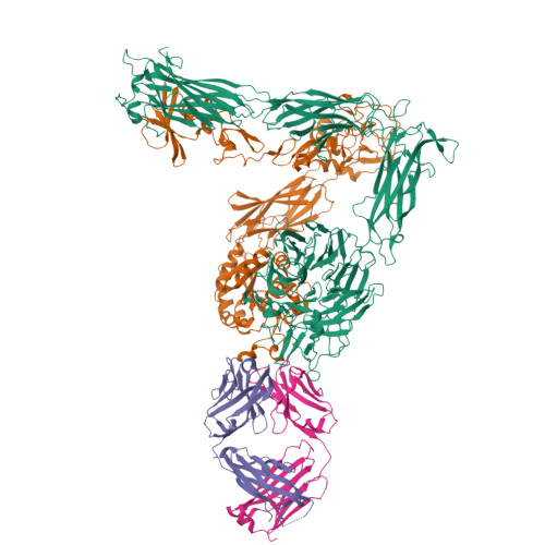 Rcsb Pdb 6avr Human Alpha V Beta 3 Integrin Intermediate Conformation In Complex With The Therapeutic Antibody Lm609