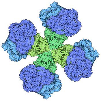 PDB 101 Molecule Of The Month Acetohydroxyacid Synthase