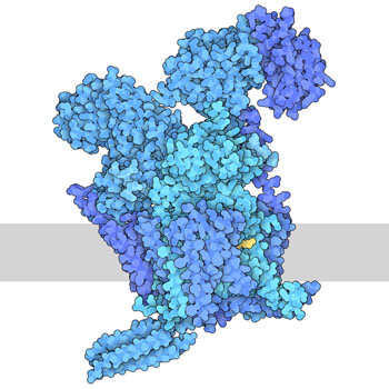 PDB 101 Molecule Of The Month Oligosaccharyltransferase