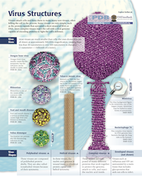 New Poster: Virus Structures.